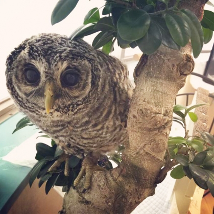 owl-cafe-ikefukuroucafe-tokyo-5_186134.jpg