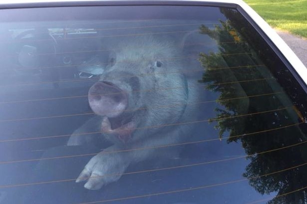 Un porc „arestat“ s-a răzbunat pe polițiști 7 | MyTex.ro