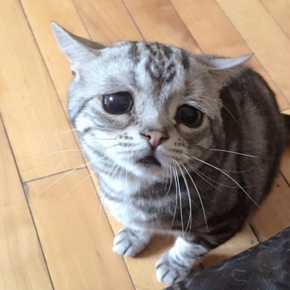 sad cat1_187436.jpg