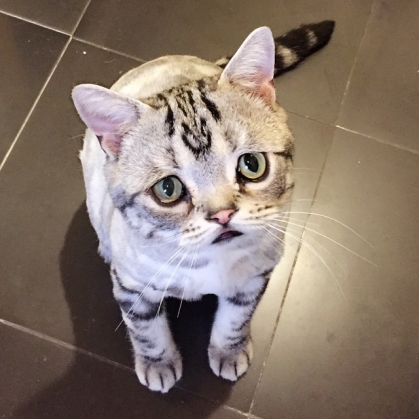 sad cat2_187434.jpg