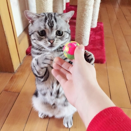 sad cat3_187435.jpg