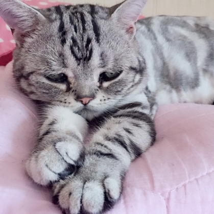 sad cat4_187433.jpg