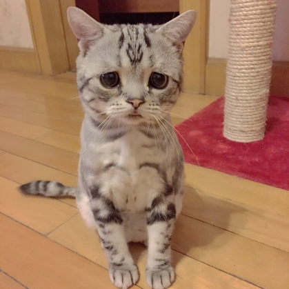 sad cat5_187437.jpg