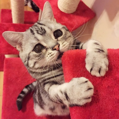 sad cat6_187438.jpg
