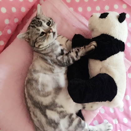 sad cat7_187439.jpg