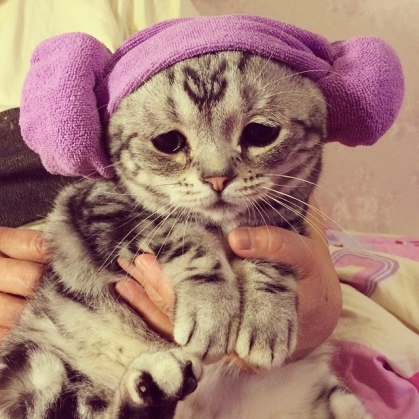 sad cat8_187440.jpg