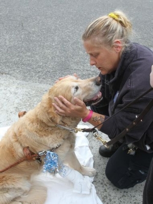 service-dog-III_185145.jpg