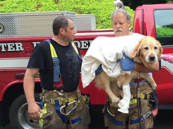 service-dog-II_185144.jpg