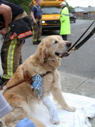 service-dog-IV_185143.jpg