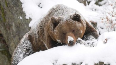 Ursul ne arată azi iarna | MyTex.ro