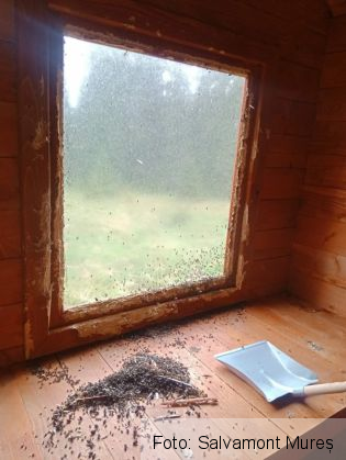CRUZIME... Câine închis și lăsat să moară într-un refugiu montan 9 | MyTex.ro