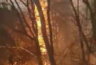 incendiu de vegetație | MyTex.ro