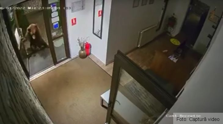 BRAȘOV. Un urs a intrat într-o pensiune din Predeal deschizându-și singur ușa 7 | MyTex.ro