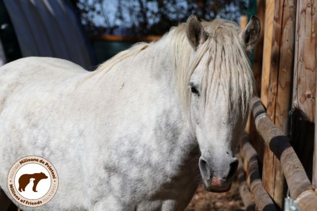 animale Hope2_299102.jpg