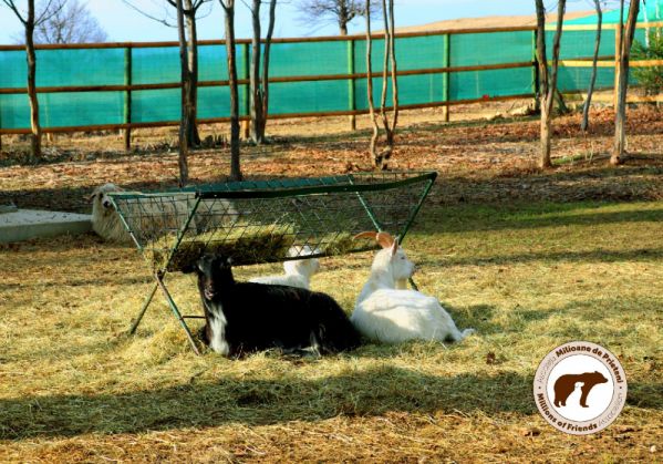 animale Hope3_299103.jpg