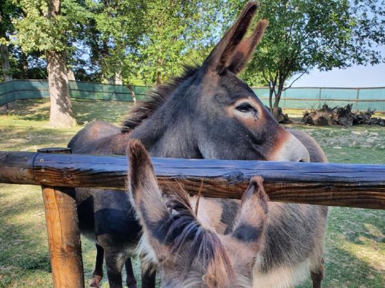 animale Hope4_299104.jpg
