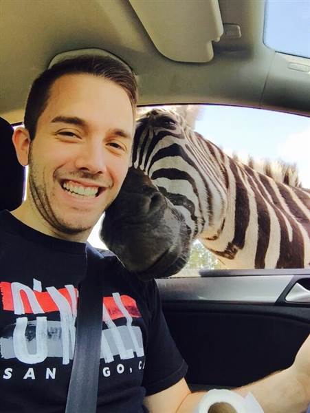 Selfie cu o zebră! Vezi cât de hilar arată! 14 article_434947_3.jpg