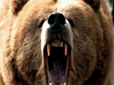 BRAȘOV. A ajuns la spital după ce a fost atacat de o ursoaică 5 | MyTex.ro