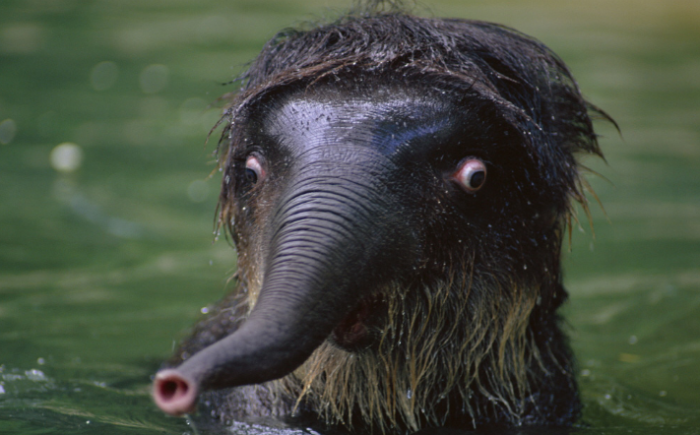 Cele mai amuzante poze cu animale! Vezi galeria foto! 35 article_435041_11.jpg