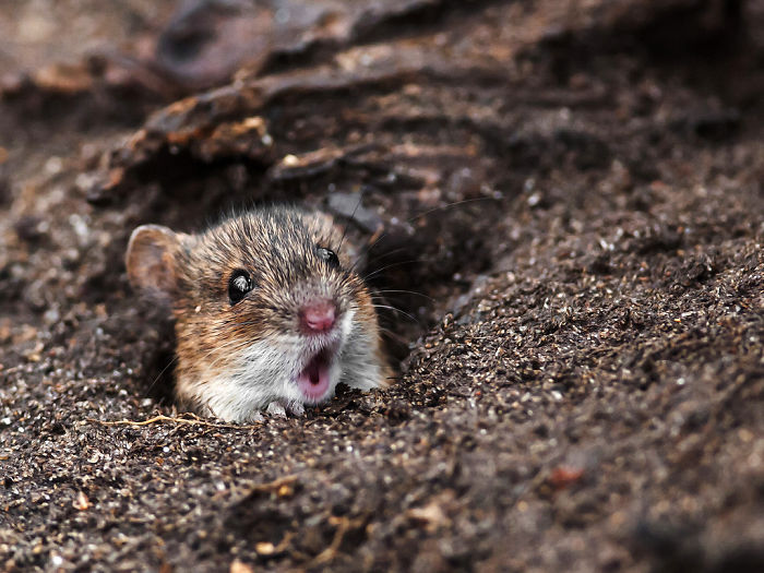 Cele mai amuzante poze cu animale! Vezi galeria foto! 45 article_435041_14.jpg