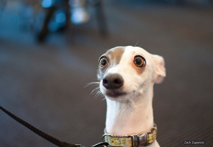 Cele mai amuzante poze cu animale! Vezi galeria foto! 42 article_435041_4.jpg