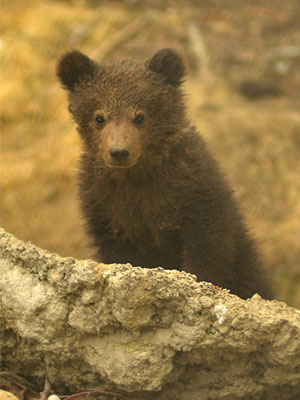 Noi „locatari” la Zoo Brașov 5 | MyTex.ro