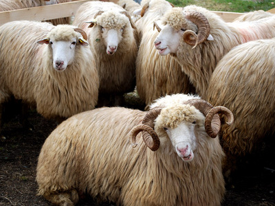 Brașov. Ciobanii și turmele de berbeci blochează orașul 5 | MyTex.ro