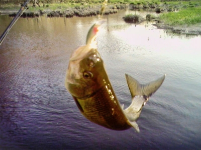 BRAȘOV. Braconaj piscicol pe râul Olt! S-au deschis dosare penale 5 | MyTex.ro