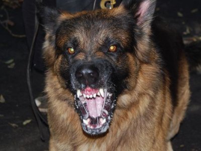 Un copilaș de 5 ani a fost sfâșiat de câinele vecinilor 5 | MyTex.ro