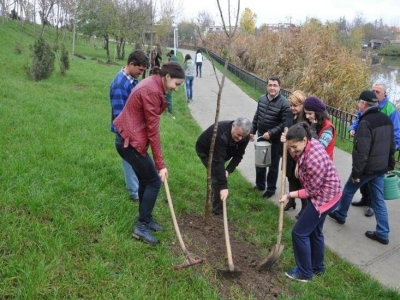 Copacul medierii umbrește și Brașovul 5 | MyTex.ro