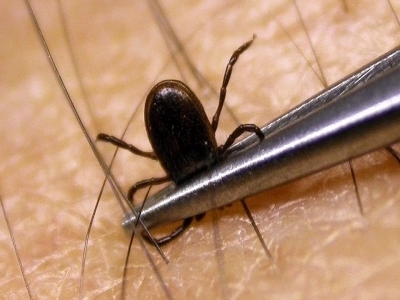 BRAȘOV. Atenţie, au apărut căpușele!!! Persoane mușcate... 5 | MyTex.ro
