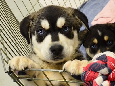 Cameră anti-stres cu căţei, pentru studenţi 7 | MyTex.ro