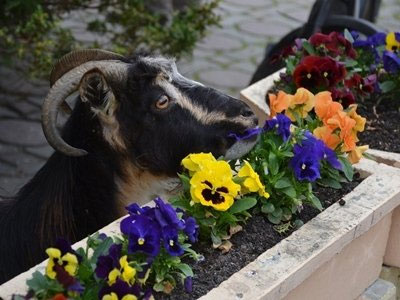 Atentat la panseluțe 5 | MyTex.ro