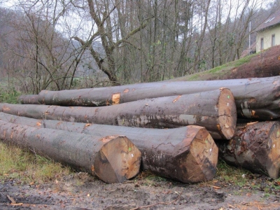 Comisia Europeană, consultată cu privire la modificările Codului silvic 5 | MyTex.ro