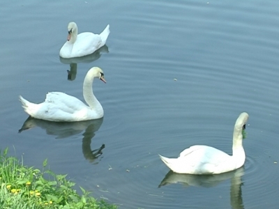 BRAȘOV. Au furat ouăle... lebedelor 5 | MyTex.ro