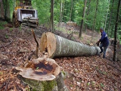 ROMSILVA: Asistăm la o ofensivă fără discernământ la adresa instituției 5 | MyTex.ro