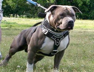 Momente de GROAZĂ. Au fost atacaţi de un PITBULL, pe stradă 5 | MyTex.ro