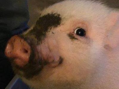 Un porc printre politicieni! Candidează pentru funcţia de primar! 7 | MyTex.ro