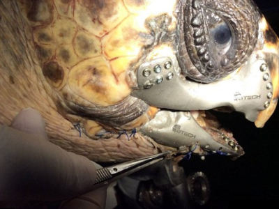 INEDIT. Broască ţestoasă cu maxilar din metal! 5 | MyTex.ro