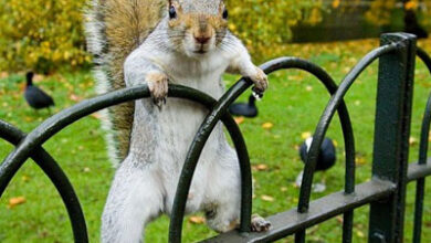 Veverița a trimis-o la spital 13 | MyTex.ro