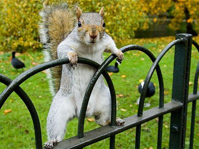 Veverița a trimis-o la spital 5 | MyTex.ro