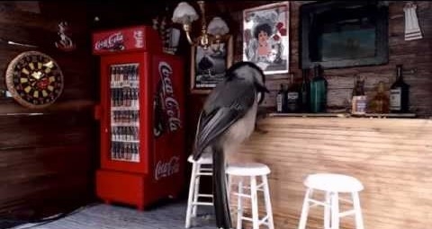 bar3_183672.jpg