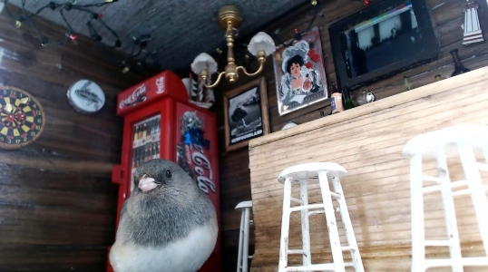 bar5_183675.jpg