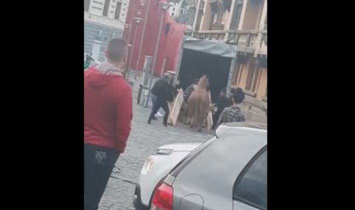 BRAȘOV. Un cal care a participat la Parada Junilor a fost bătut cu sălbăticie (VIDEO) 13 | MyTex.ro