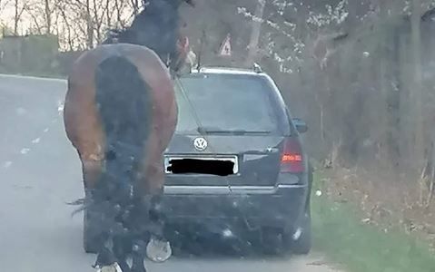 Cal tras cu cruzime cu o funie de un autoturism 5 | MyTex.ro