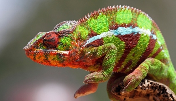 A fumat marijuana cu un cameleon. Vezi ce au spus judecătorii… 5 | MyTex.ro