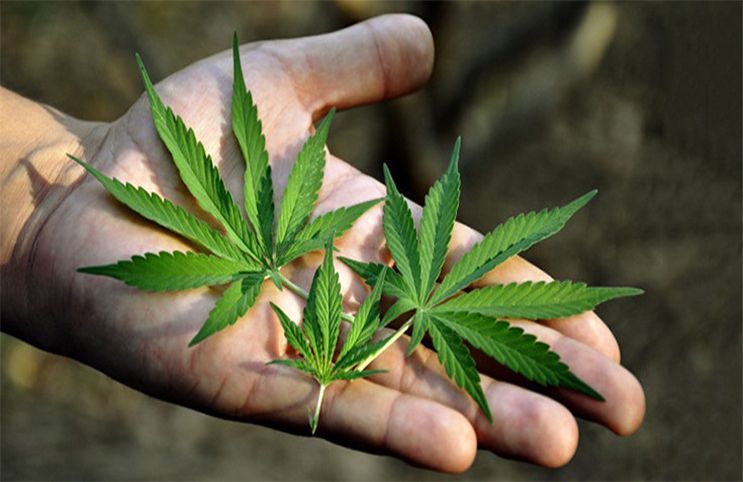 cannabis_3.jpg
