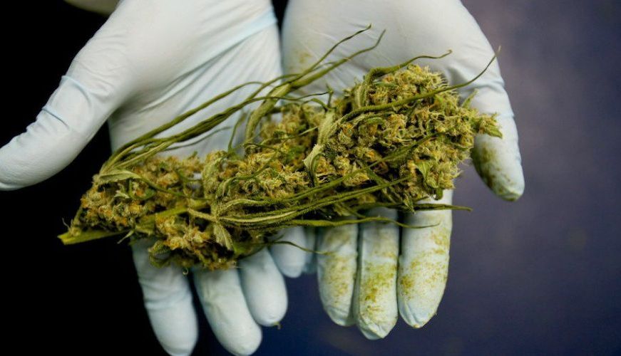 cannabismaini.jpg