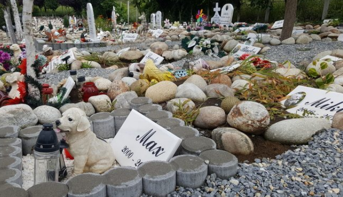 BRAȘOV. PROPUNERE pentru un cimitir de animale de companie... 3 | MyTex.ro