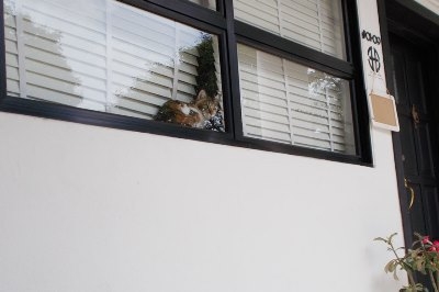 dog-takes-photos-heart-rate-monitor-phodographer-heartograph